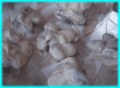 Mandorle